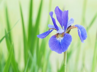 美しいあやめの花