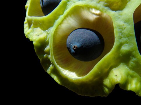 Lotus pod with black seeds close-up.