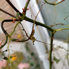 green and orange caterpillar with black spots, larvae of the Large Rose Sawfly Arge pagana eating a rose leaf