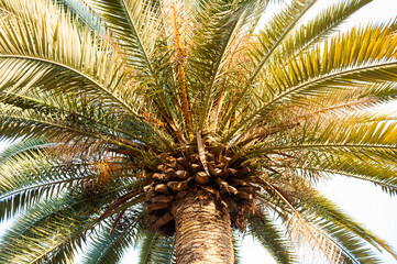 It's Palm tree in the Eram Garden, historic Persian garden in Shiraz, Iran. UNESCO World heritage site