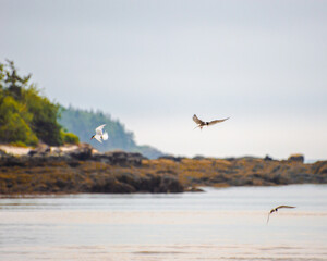 flying bird