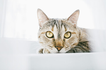Domestic ginger tabby cat resting on windowsill.