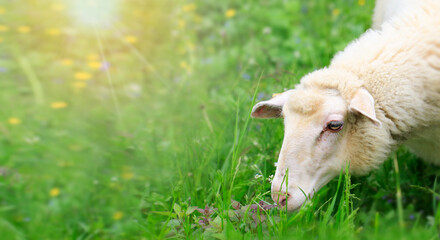 Sheep eats grass in a meadow full of flowers. Sunny Weather.