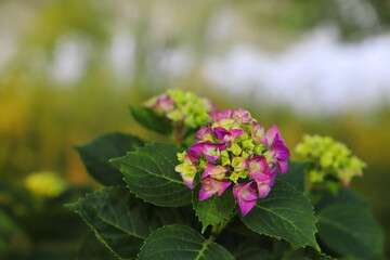 アジサイのピンクの花