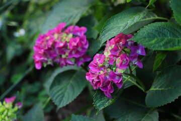 アジサイの濃いピンクの花