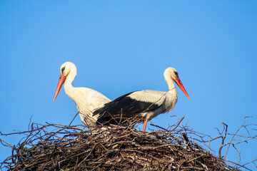 Storks nesting in Estonia