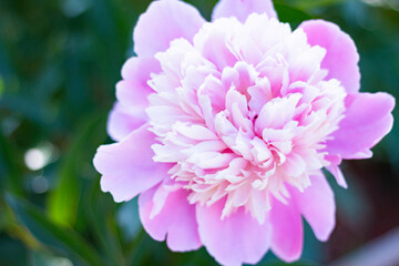 Fototapeta premium Pink peony flower close up image on the nature abstract blurred green background