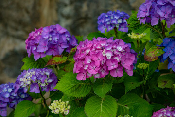 Nature's spring adventure, flowers and colors