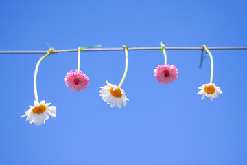 Chamomile hanging on the rope on blue sky background beautiful creative summer concept.