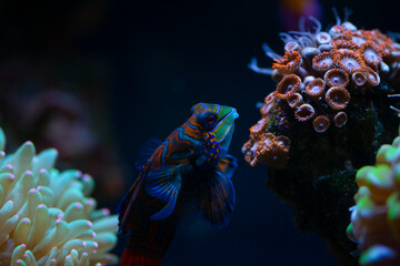 Pretty mandarin fish in coral reef sea saltwater aquarium nature close up