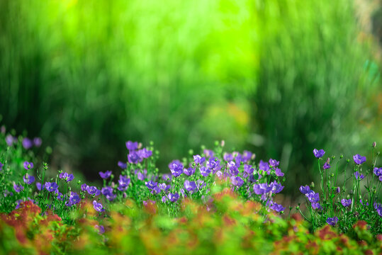 Backyard In Spring, Garden Landscape Design With Tall And Short Shrubs And Flowers Has A Beautiful Rounded Shape In The Middle Is A Green Grass, Newly Cut Lawn Lush Green With Morning Sunlight.