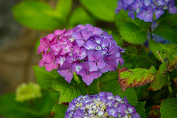 Nature's spring adventure, flowers and colors