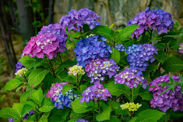 Nature's spring adventure, flowers and colors