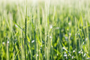 Green grass field and sun rays selective and soft focus.