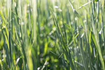 Green grass field and sun rays selective and soft focus.