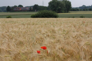 Mohnblume im Getreidefeld