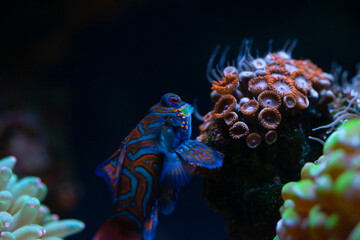 Pretty mandarin fish in coral reef sea saltwater aquarium nature close up