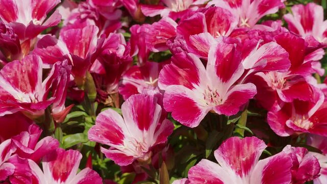 Gros plan sur fleurs de satin ou god&eacute;tia clarkia, &eacute;l&eacute;gantes fleurs des jardini&egrave;re aux couleurs blanc, rose m&eacute;l&eacute;e de fuchsia