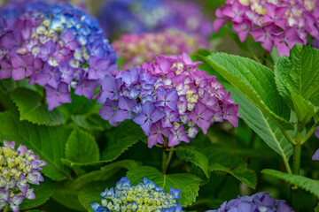 Nature's spring adventure, flowers and colors