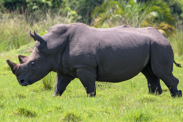 Fototapeta premium Ceratotherium simum
