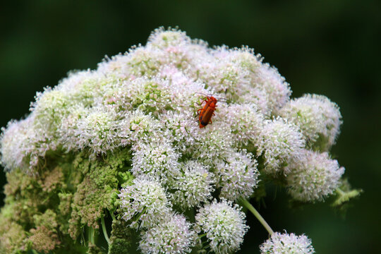 Beetle on a water hemlock flower