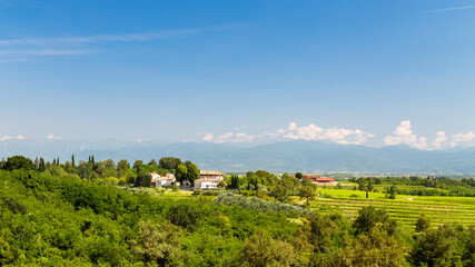 The fields of Friuli Venezia-Giulia cultivated with grapevines
