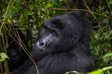 Naklejka premium Gorilla beringei beringei