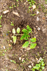 Small tomatoes plant in garden, with yellow greenich leaves, bad health, need water