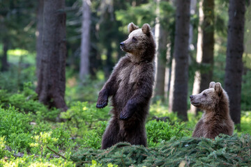 Young Bear stood up on its hind legs. Cub of Brown bear (Ursus Arctos Arctos) in the summer forest. Natural old forest Background with sunrise