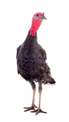 Young turkey bird isolated.