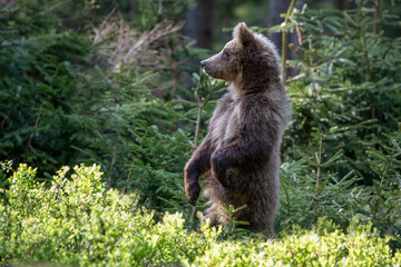 Young Bear stood up on its hind legs. Cub of Brown bear (Ursus Arctos Arctos) in the summer forest. Natural old forest Background with sunrise