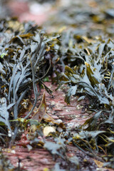 Seaweed