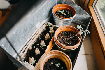 home grown vegetables and herbs - freshly repotted