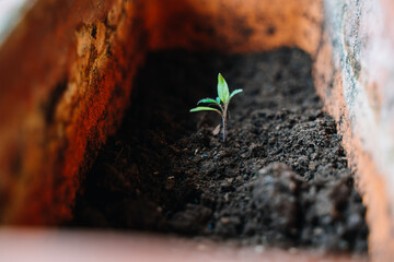 home grown vegetables and herbs - freshly repotted