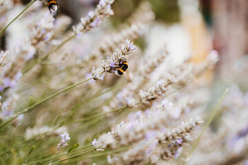 Field of Lavender, Lavandula angustifolia, Lavandula officinalis