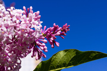 young lilac flowers on a background of blue sky on a bright summer sunny day
