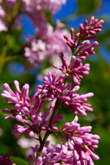 young lilac flowers on a background of blue sky on a bright summer sunny day