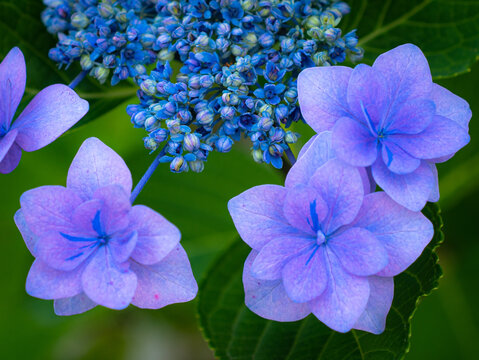 1 931 Best 額紫陽花 Images Stock Photos Vectors Adobe Stock 1 931 Best 額紫陽花 Images Stock Photos Vectors Adobe Stock