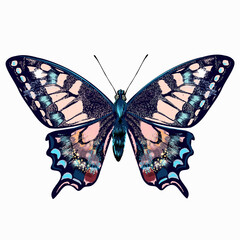 Beautiful hand drawn pink blue butterfly vector illustration isolated on white awesome for T-shirts prints - 358944927