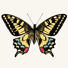 Beautiful swallowtail butterfly vector illustration isolated on white