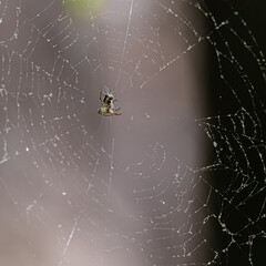A small spider in the center of the web in the thicket of the spring forest