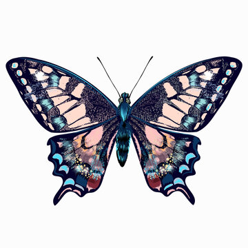 Fototapeta Beautiful hand drawn pink blue butterfly vector illustration isolated on white awesome for T-shirts prints