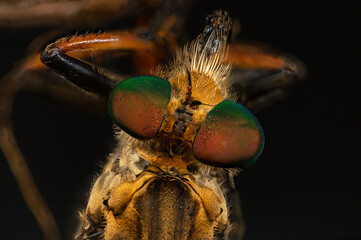 robber fly