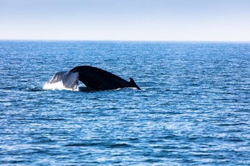 Fototapeta premium Whale, cape cod