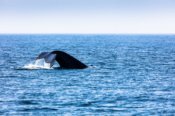 Fototapeta premium Whale, cape cod
