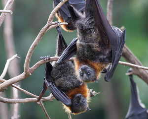 Naklejka premium Grey Headed Flying Fox Hanging Upside Down