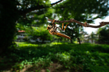 robber fly