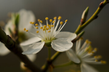 kwitnące wiosenne drzewo © M