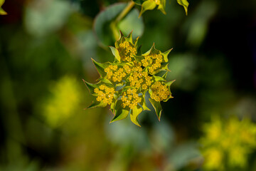 Nature's spring adventure, flowers and colors
