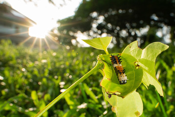 common lime caterpillar